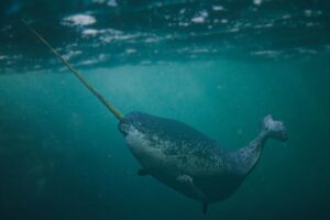 Narval: O unicórnio do mar - Imagem Canva Pró