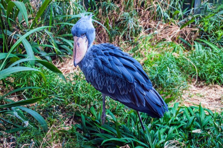 A cegonha-bico-de-sapato: uma ave encantadora - Imagem Canva Pró