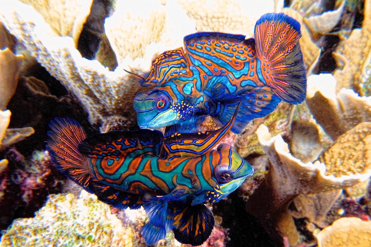 Peixe-mandarim: um colorido tesouro dos aquários