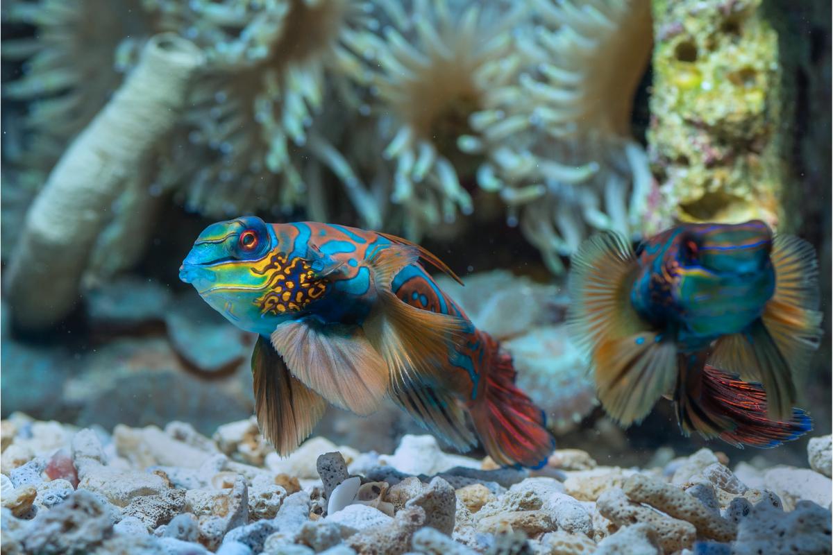 Peixe-mandarim: um colorido tesouro dos aquários - Imagem Canva Pró