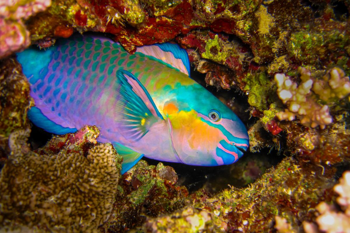 Peixe-papagaio: cores vibrantes e comportamento cativante!
