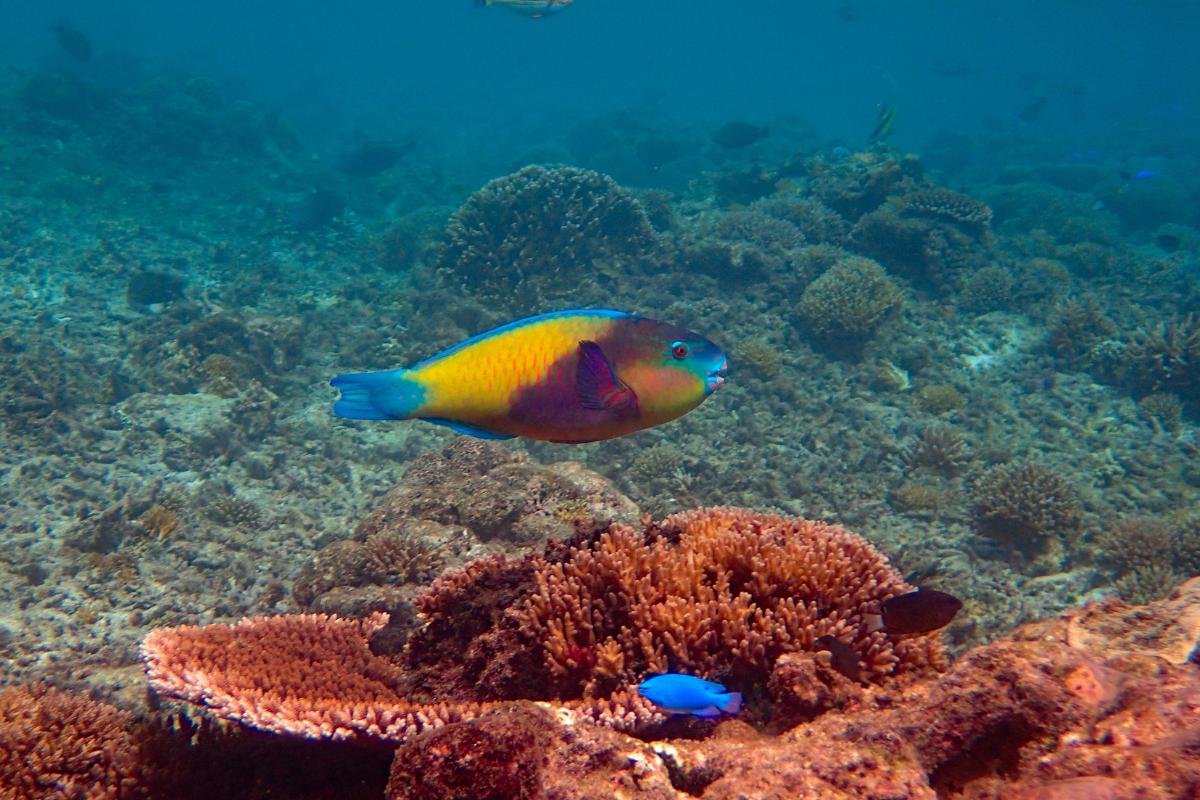 Peixe-papagaio: cores vibrantes e comportamento cativante!