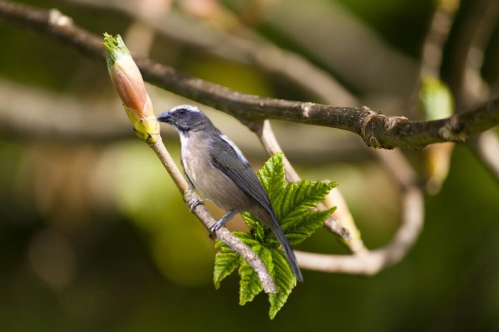 Trinca ferro: a majestade dos pássaros cantadores! - Imagem Canva Pró