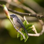 Trinca ferro: a majestade dos pássaros cantadores! - Imagem Canva Pró