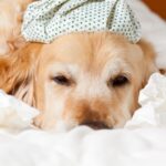 Gripe canina: entenda os sintomas - Imagem Canva Pró