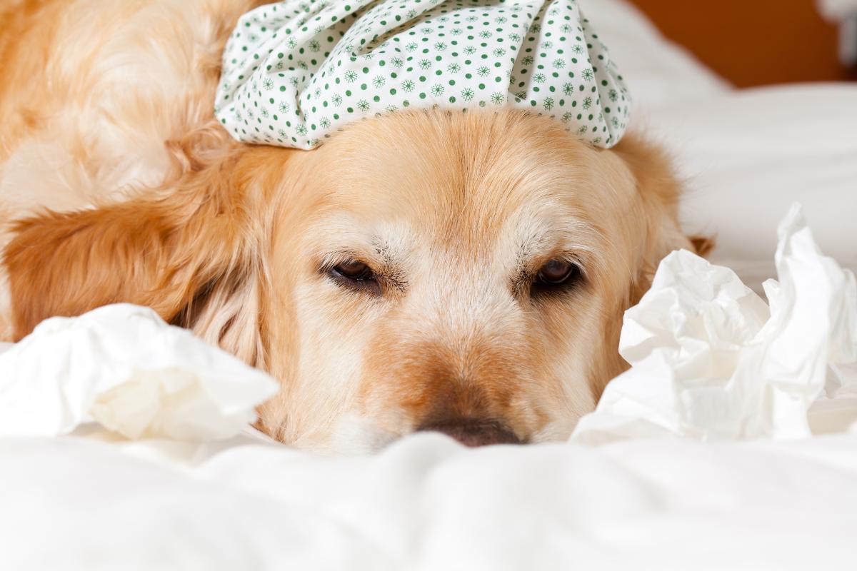 Gripe canina: entenda os sintomas - Imagem Canva Pró