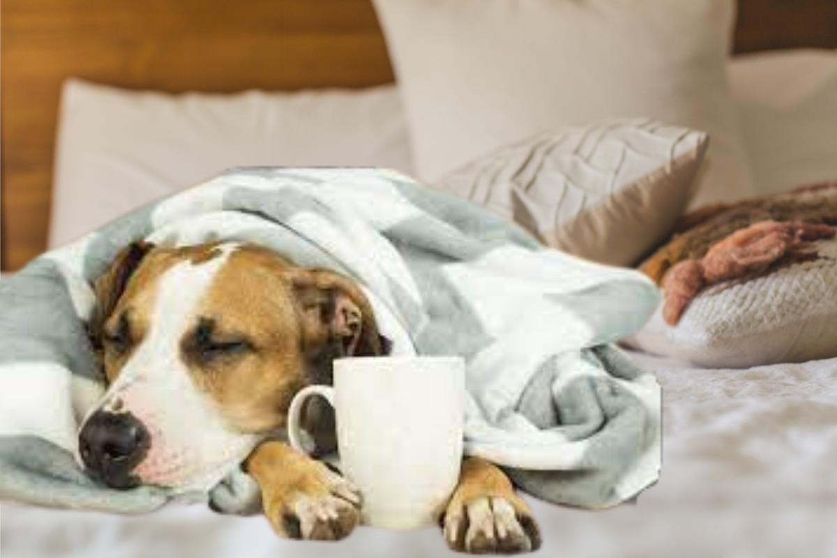 Gripe canina: entenda os sintomas