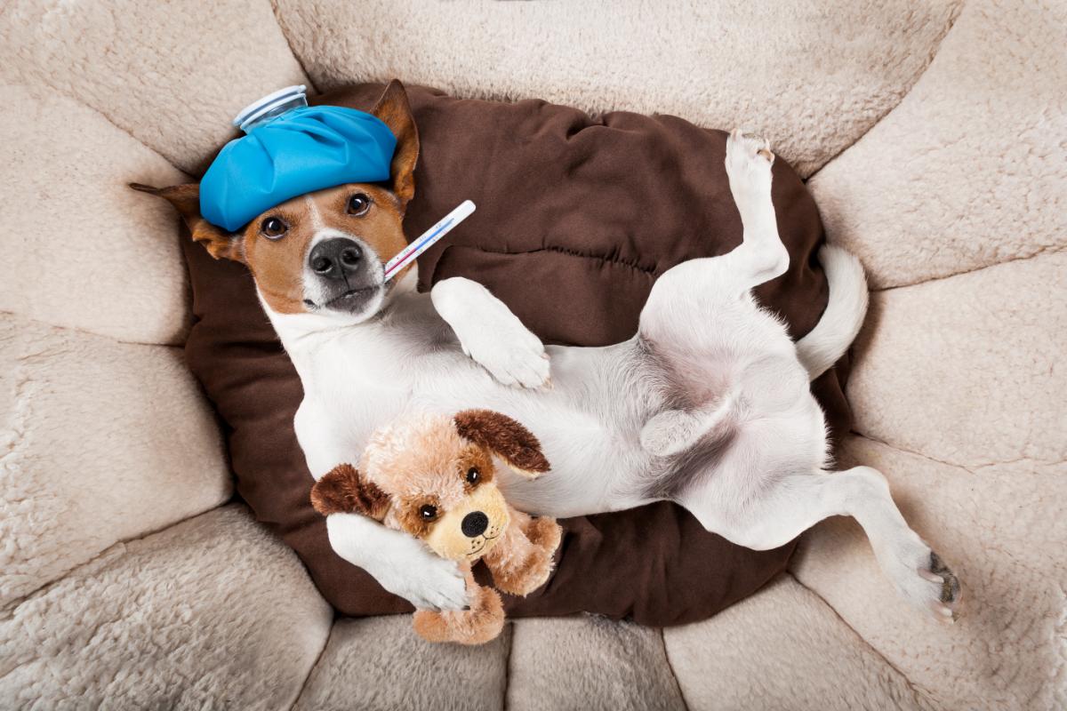 Proteja o seu cão: conheça as doenças mais comuns - Imagem Canva Pró