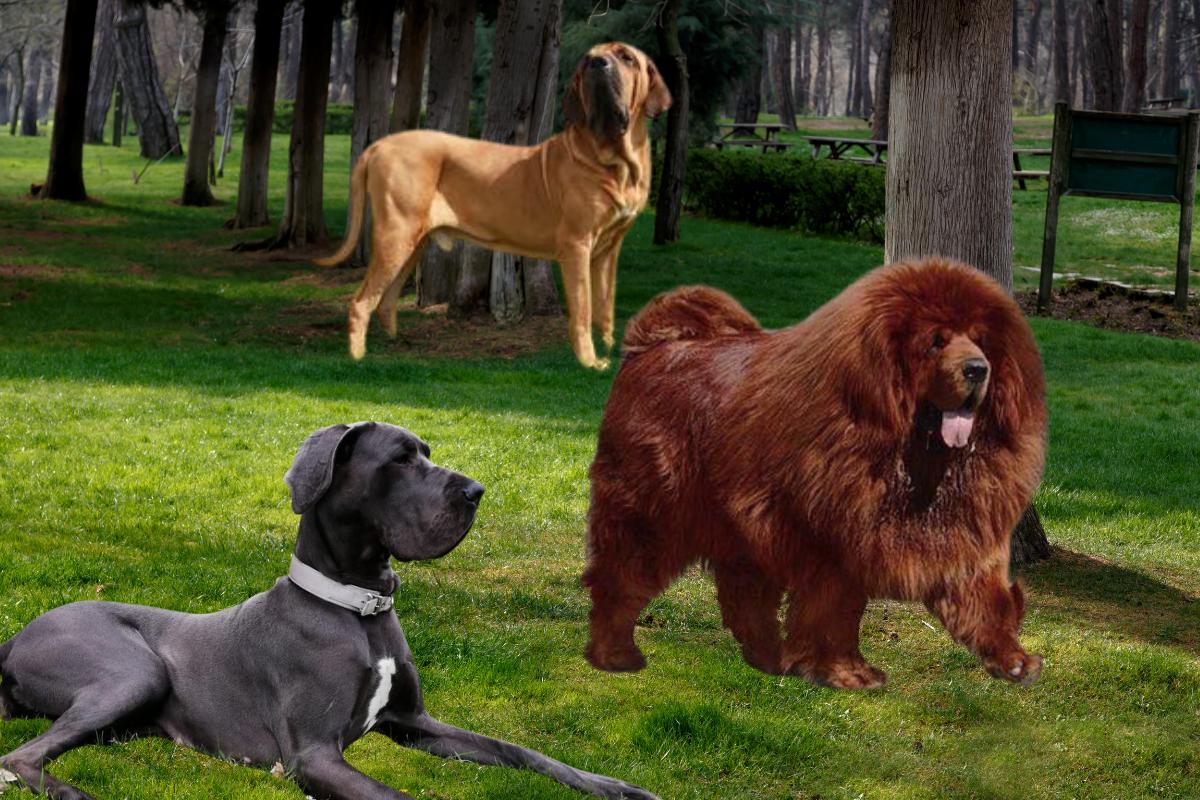 Quais os maiores cães do mundo - Imagem Canva Pró
