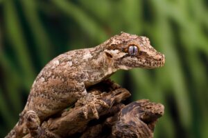 O lagarto gárgula: descubra tudo sobre ele