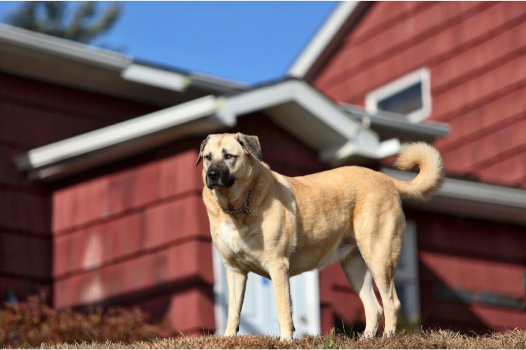 Kangal: a força e a lealdade do cão de proteção turco - Imagem Canva Pró