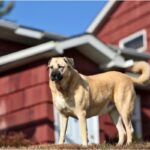 Kangal: a força e a lealdade do cão de proteção turco - Imagem Canva Pró