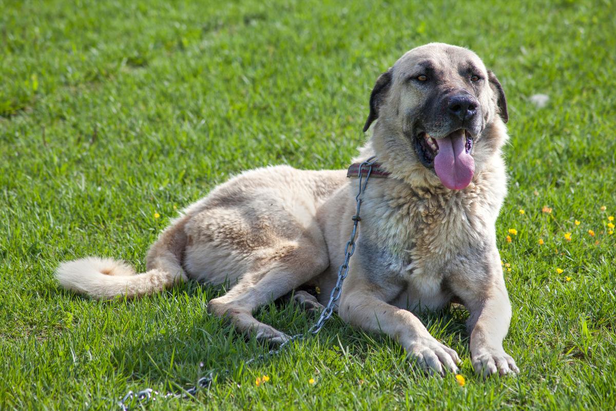 Kangal: a força e a lealdade do cão de proteção turco