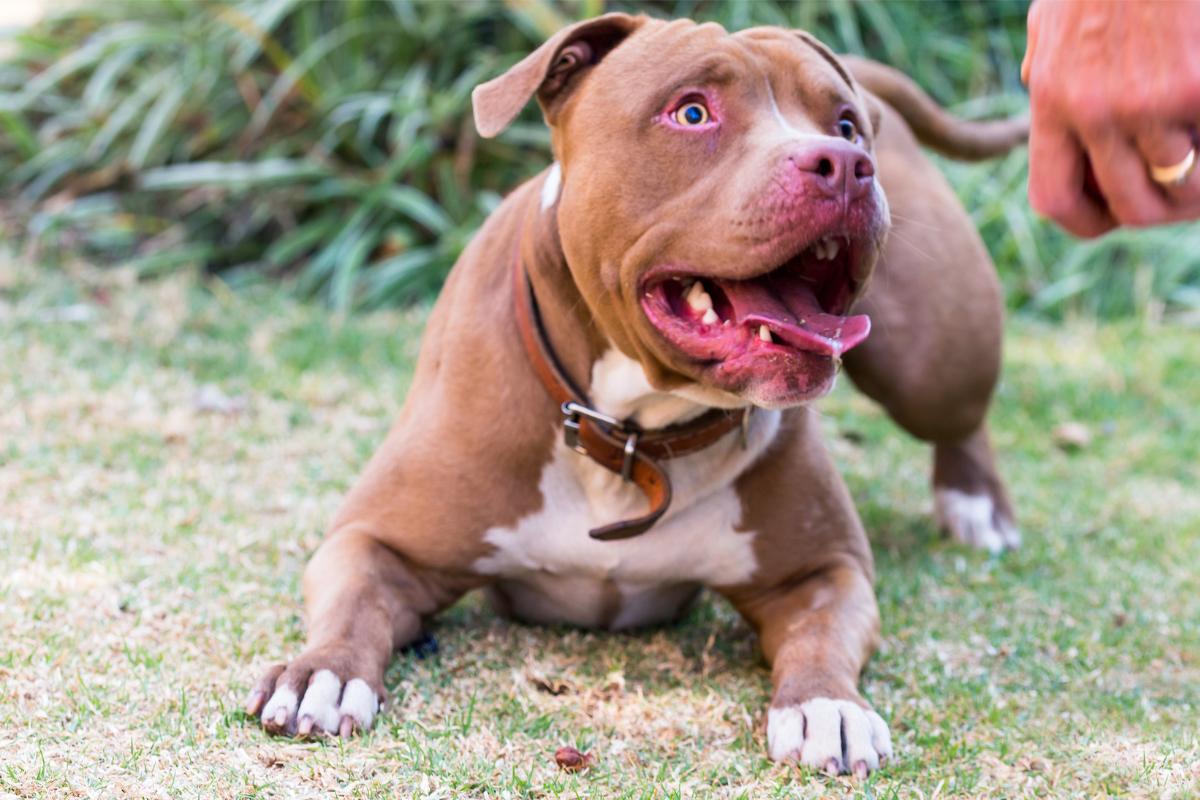 Conheça os cinco tipos de pitbulls