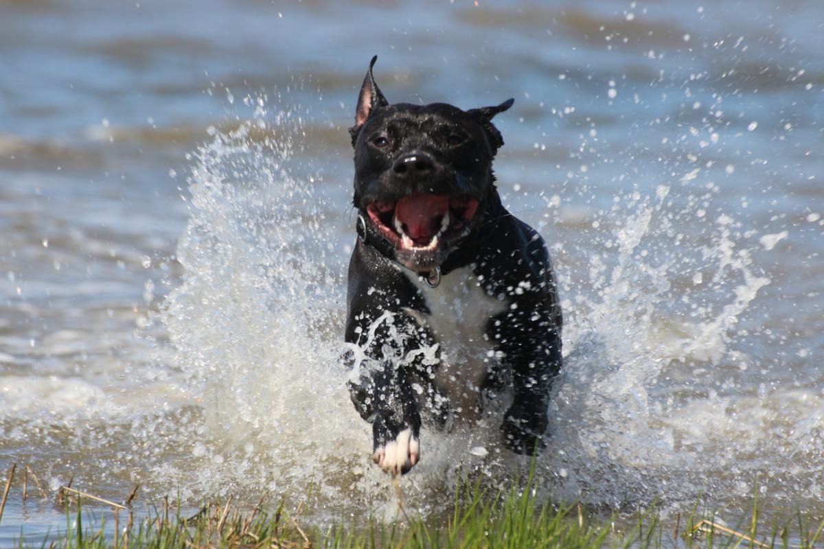 Conheça os cinco tipos de pitbulls - Imagem: Canva Pró