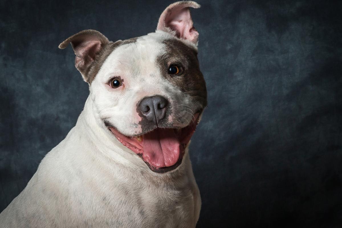 Staffordshire Bull Terrier