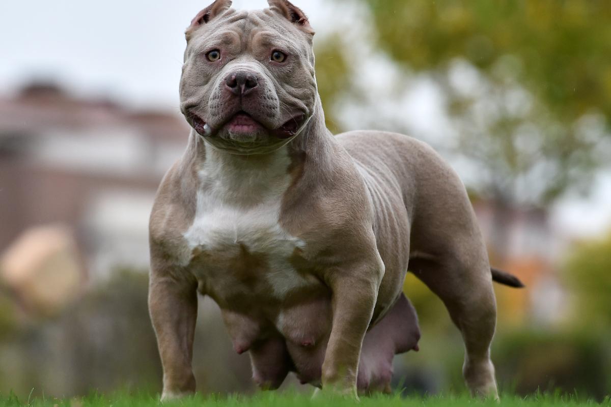 American Bully