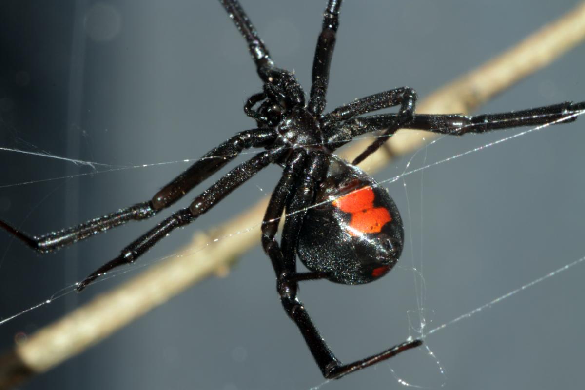 Aranhas letais: conheça as espécies mais perigosas