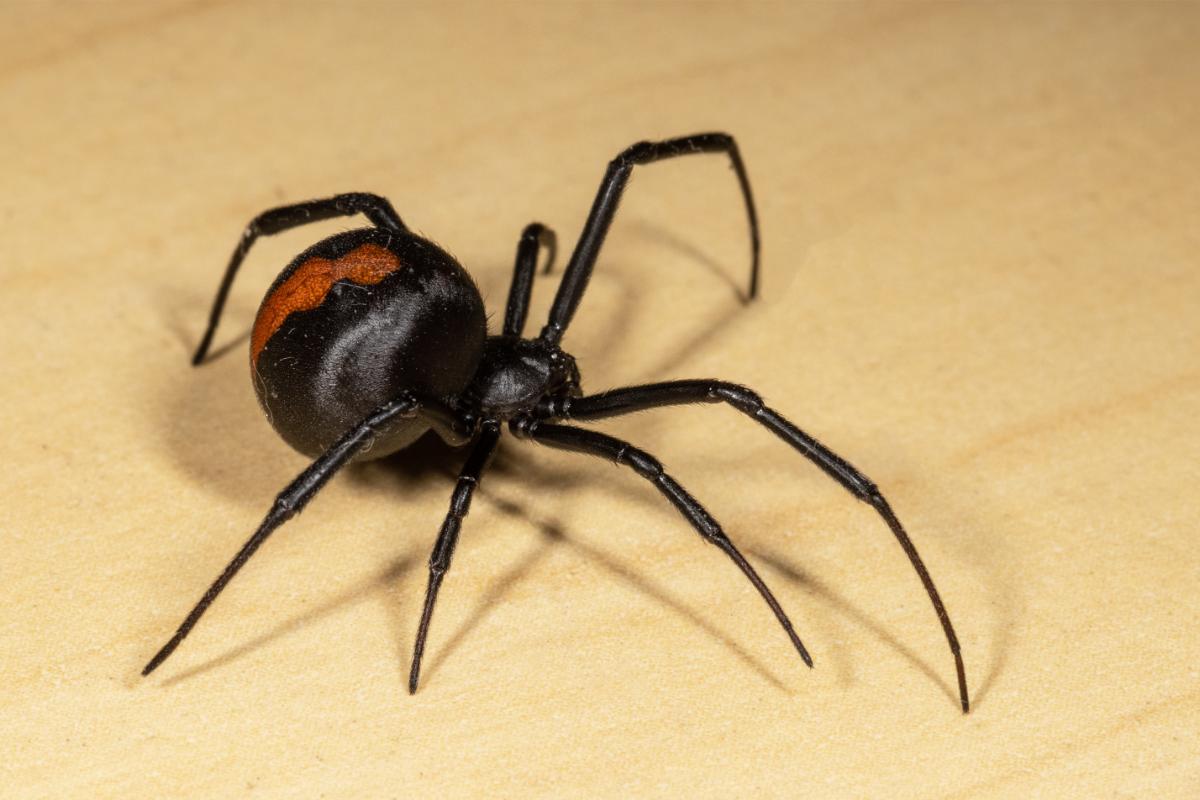 Aranhas letais: conheça as espécies mais perigosas - Imagem: Canva Pró