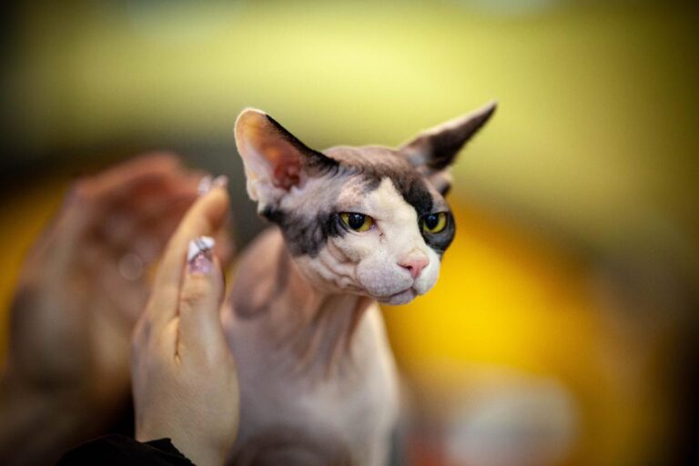 Conheça o sphynx o gato sem pelo