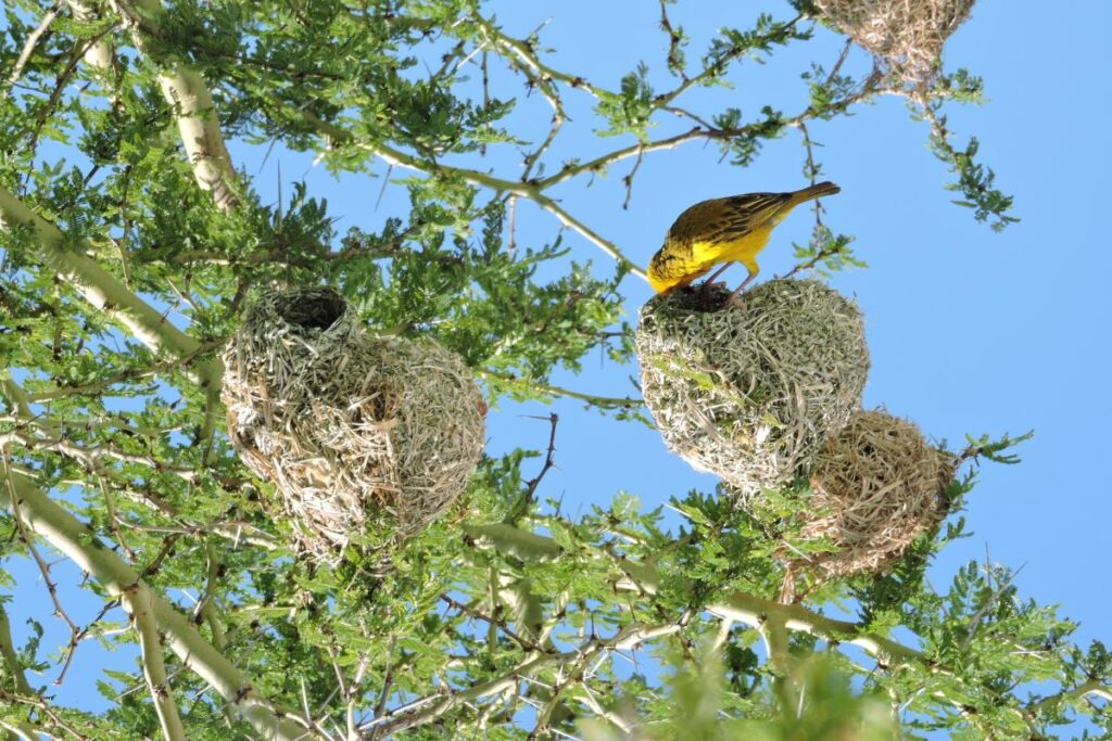 Aves e seus ninhos: construtores incríveis - Imagem: Canva Pró