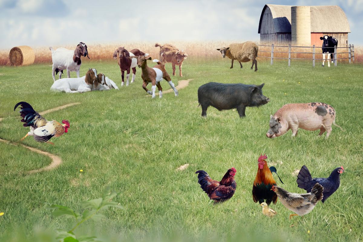 Bem-estar animal na agropecuária - Imagem: Canva Pró