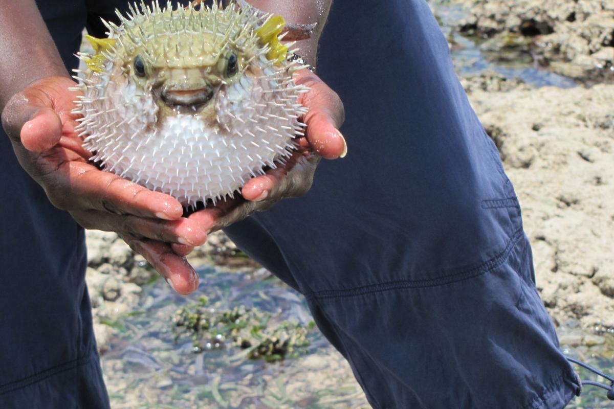 Baiacus: os peixes-infláveis surpreendentes