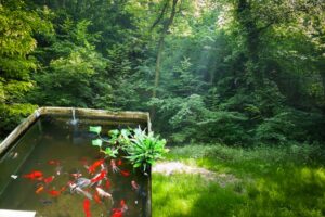 Criação de peixes na caixa de água: um guia passo a passo