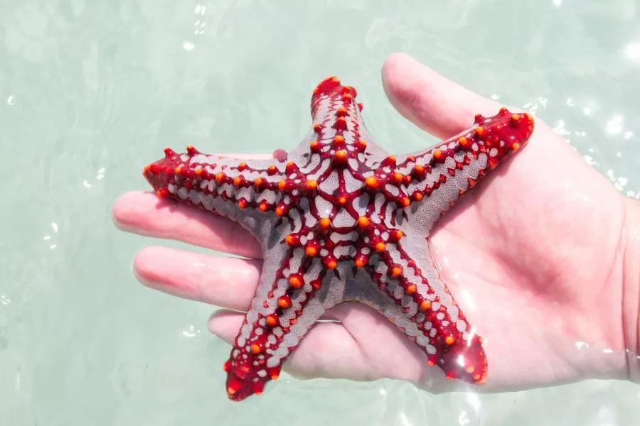 Estrela-do-mar: conheça mais sobre essa criatura marinha - Imagem Canva Pró