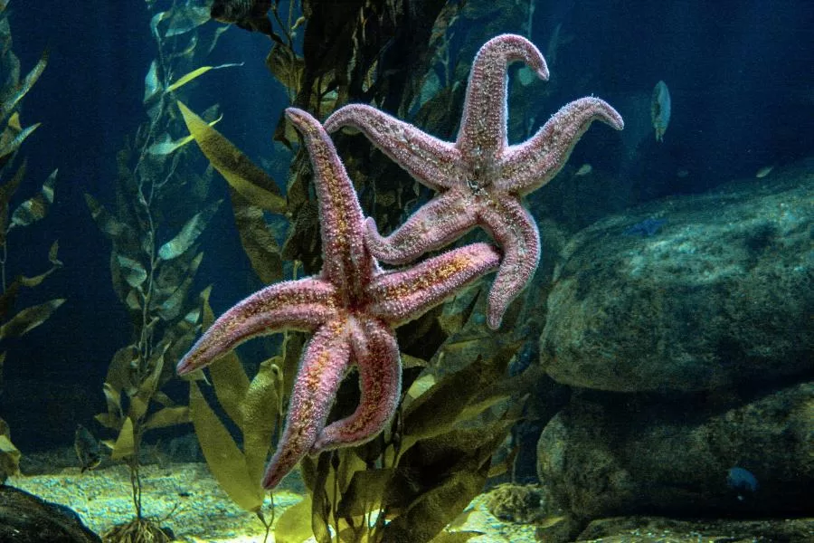 Estrela-do-mar: conheça mais sobre essa criatura marinha