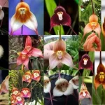 Orquídea macaco: descubra a beleza exótica