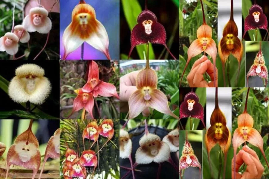 Orquídea macaco: descubra a beleza exótica