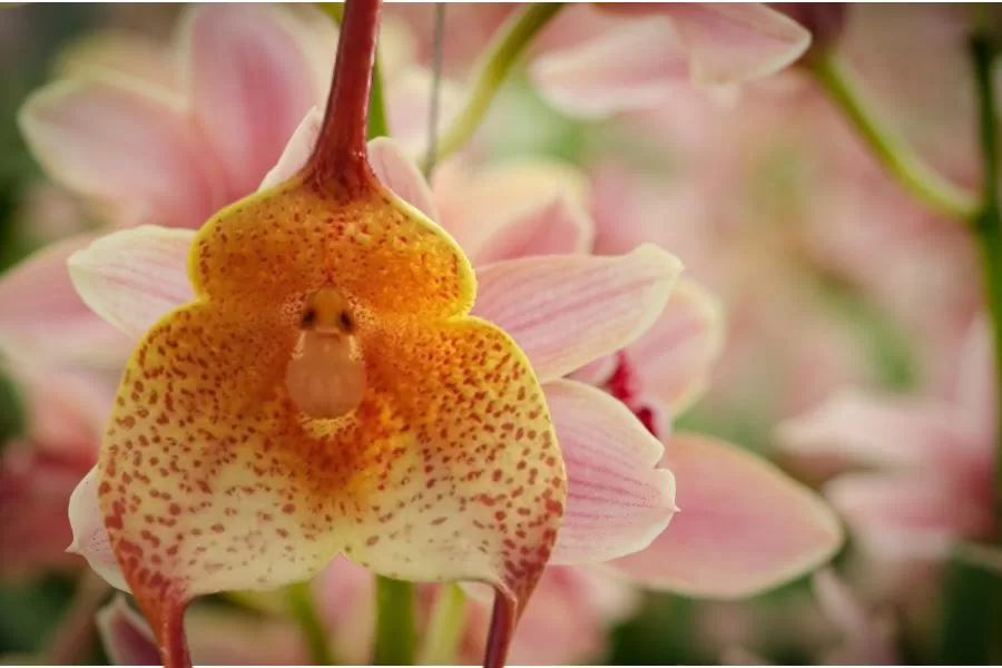 Orquídea macaco: descubra a beleza exótica