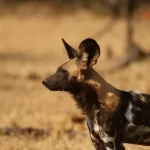 O mabeco: o feroz caçador africano