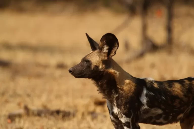 O mabeco: o feroz caçador africano