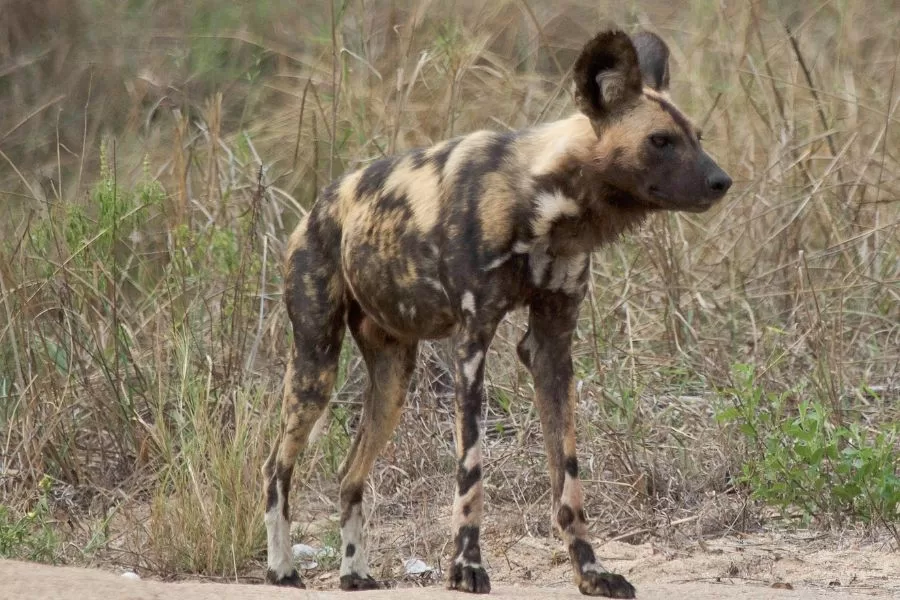 O mabeco: o feroz caçador africano