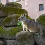 O Mocó: um roedor encantador da fauna brasileira