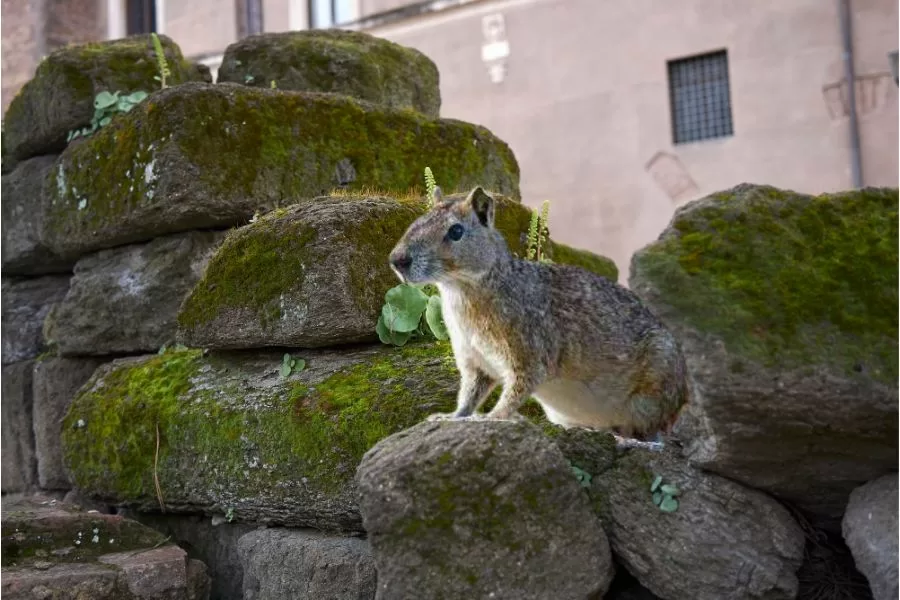 O Mocó: um roedor encantador da fauna brasileira