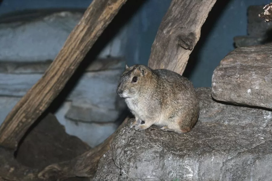O Mocó: um roedor encantador da fauna brasileira