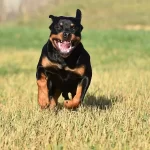 O rottweiler: força, lealdade e protetor incansável