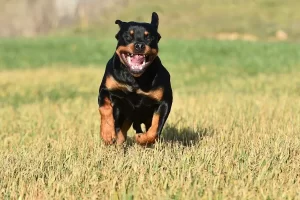 O rottweiler: força, lealdade e protetor incansável