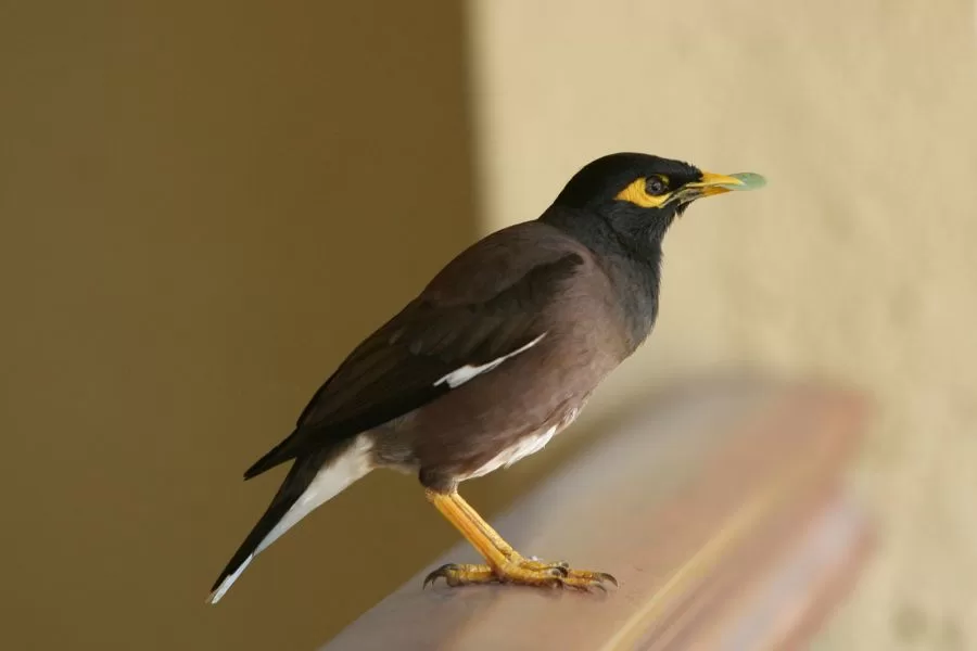 Mainá da montanha: o pássaro exótico da natureza