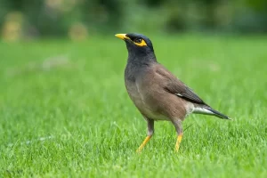 Mainá da montanha: o pássaro exótico da natureza