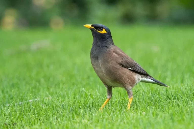 Mainá da montanha: o pássaro exótico da natureza