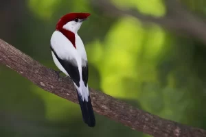 Conheça o Soldadinho-do-araripe