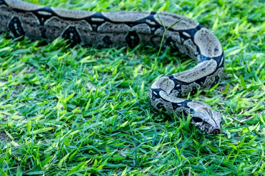 Jiboia: uma das serpentes mais impressionantes