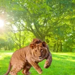 O Leopon: o fascinante híbrido entre leopardo e leão