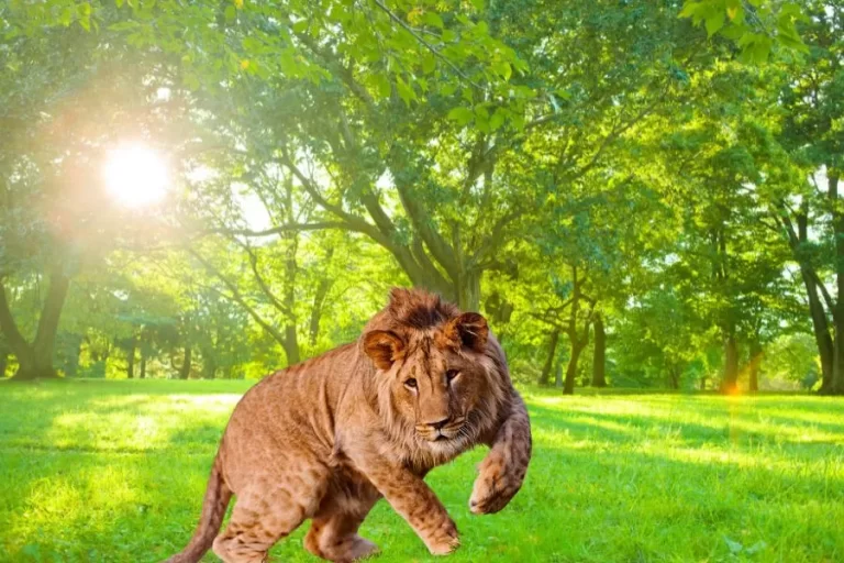 O Leopon: o fascinante híbrido entre leopardo e leão