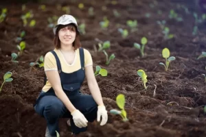 Plantar couve: dicas e cuidados essenciais