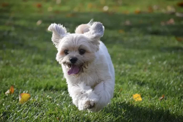 Como aumentar a imunidade do cachorro